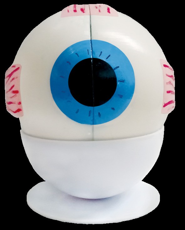 MAQUETA OJO HUMANO