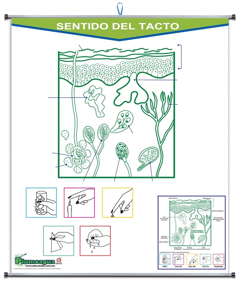 PLUMOAGUA SENTIDO DEL TACTO