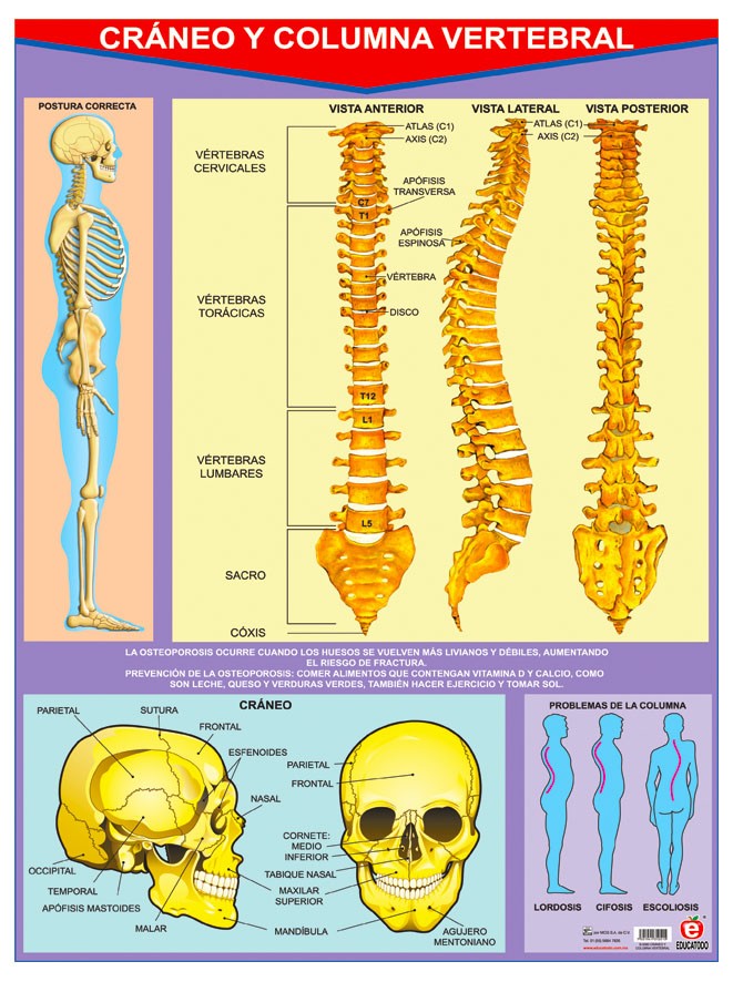 POSTER CRANEO Y COLUMNA VERTEBRAL