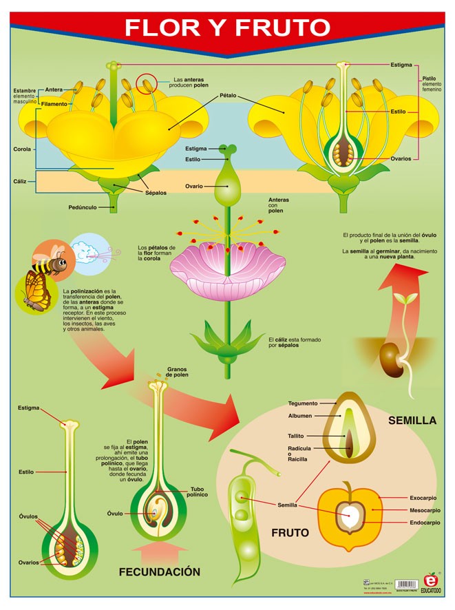 POSTER FLOR Y FRUTO / FRUTAS