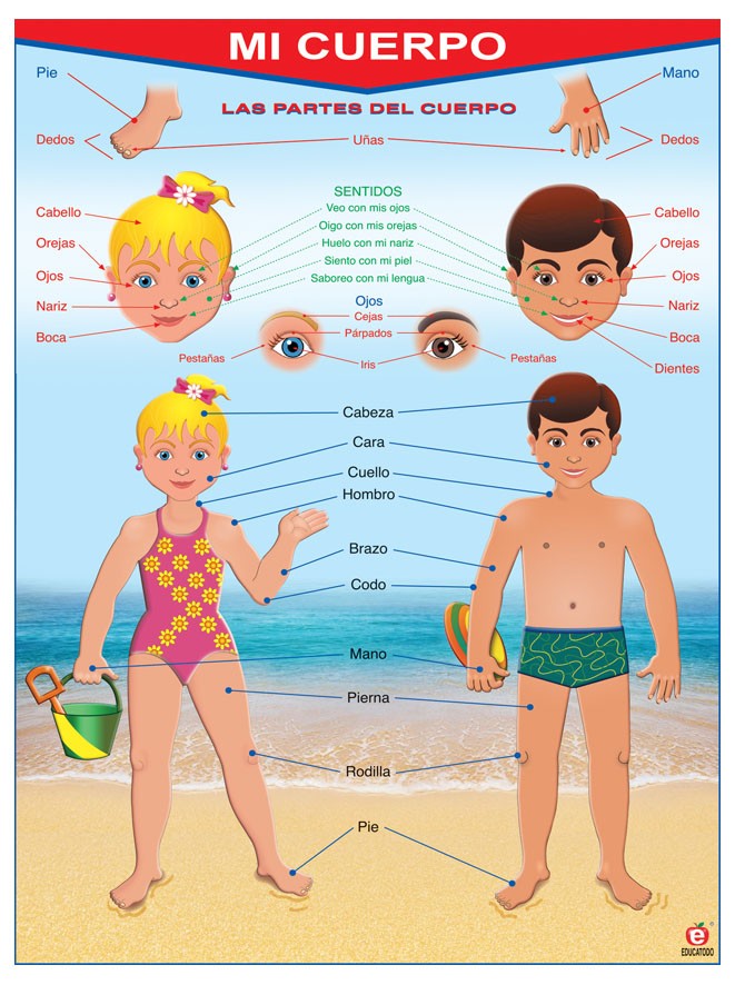 POSTER MI CUERPO / MY BODY