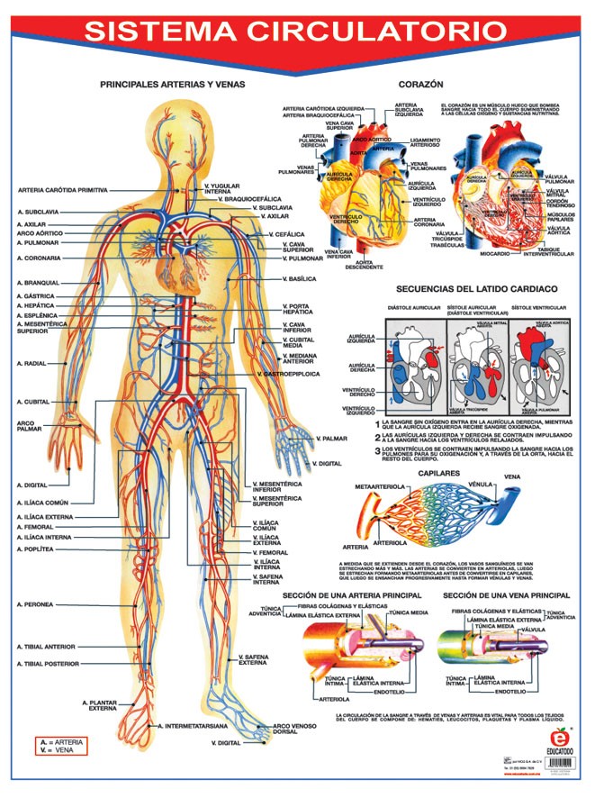POSTER SISTEMA CIRCULATORIO C/B