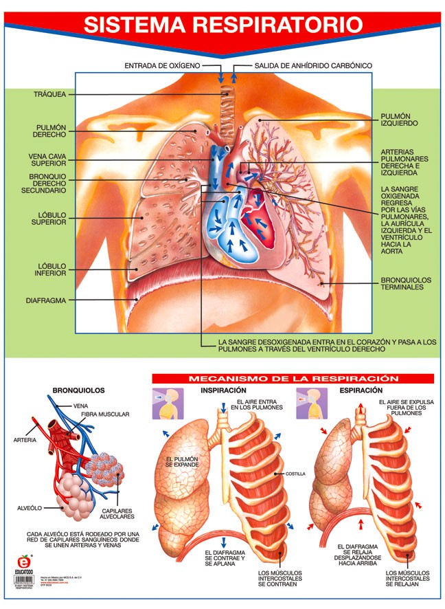 POSTER SISTEMA RESPIRATORIO C/B